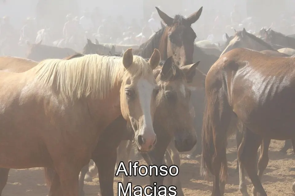 Saca yeguas 2015 a. Macias-35
