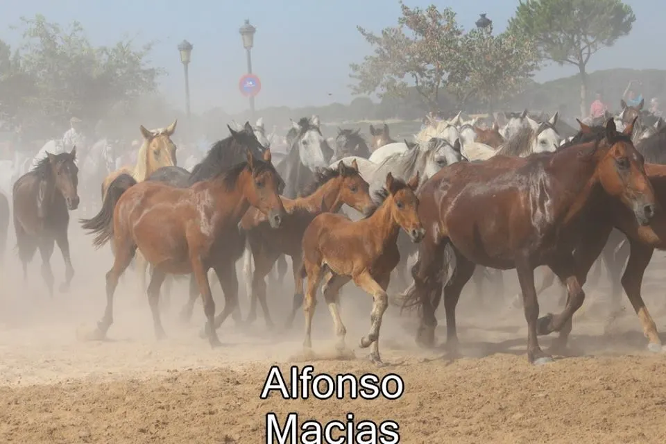 Saca yeguas 2015 a. Macias-50