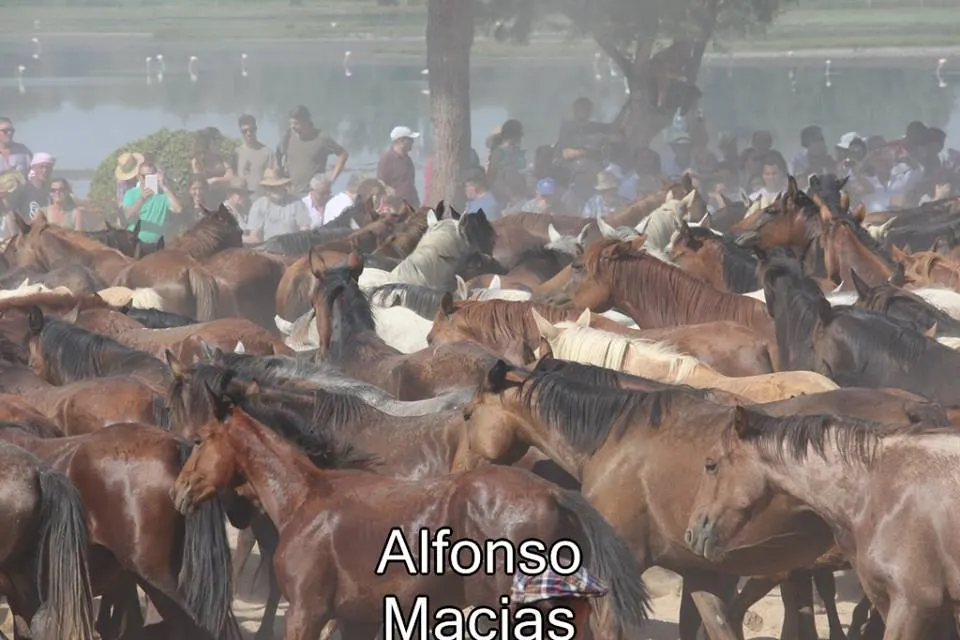 Saca yeguas 2015 a. Macias-51