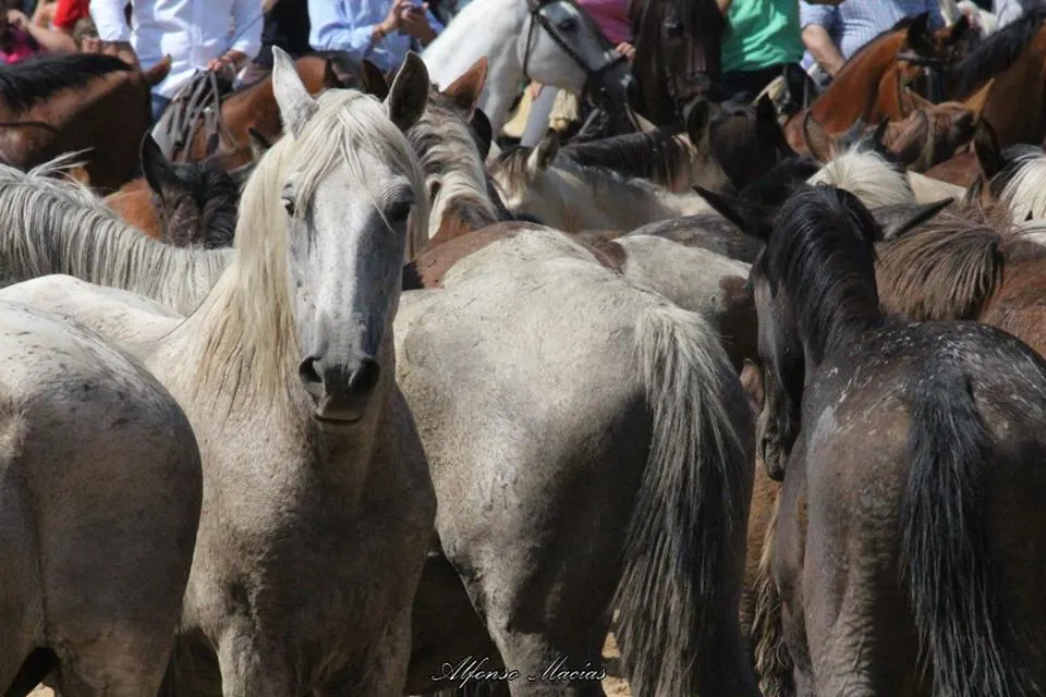 Saca yeguas 2018 alfonso Macias-3