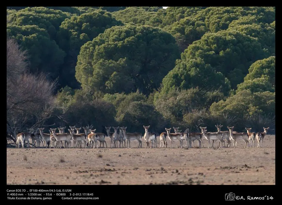 Antonio Ramos -Escenas de Doñana, gamos-31