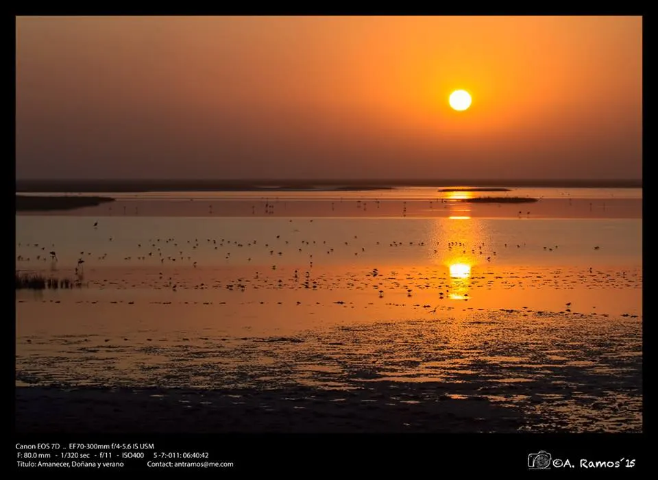 Antonio Ramos -marismas de Doñana-13