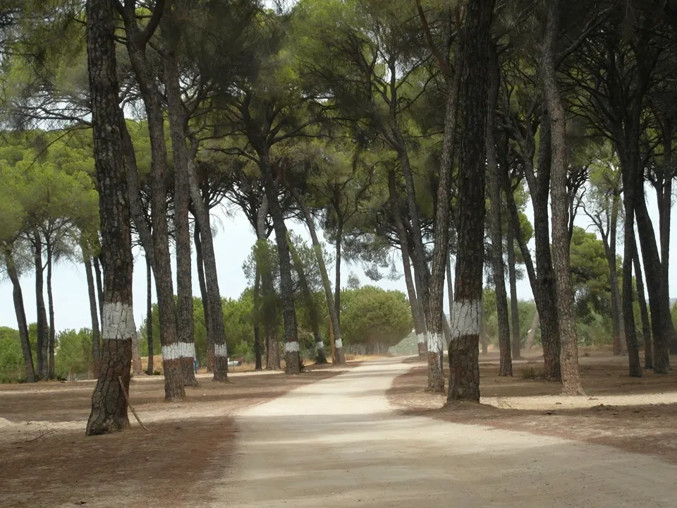 preparativos traslado virgen rocio 2019-30