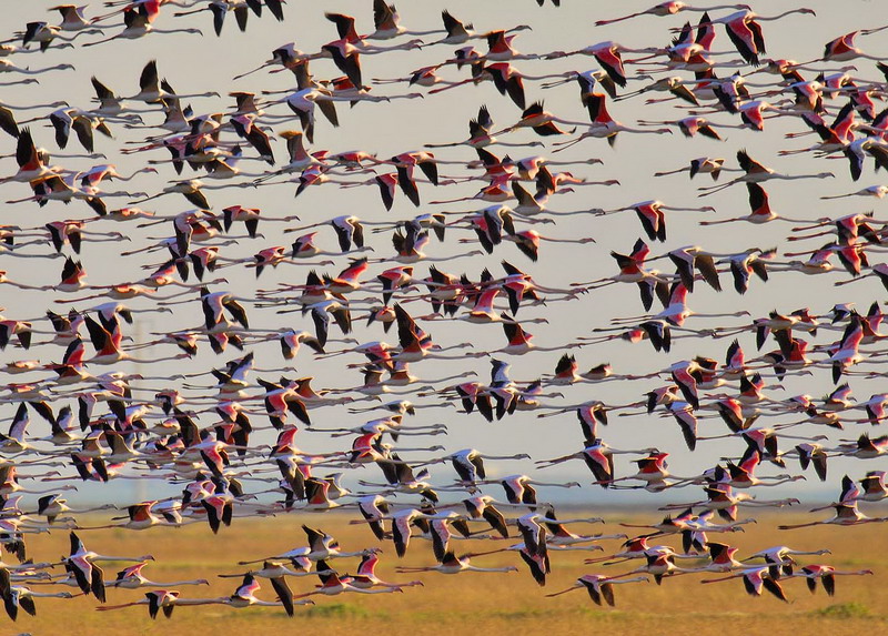 flamencos