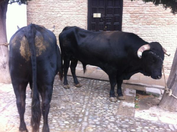 Los bueyes de la carreta, Carbonero y Moro