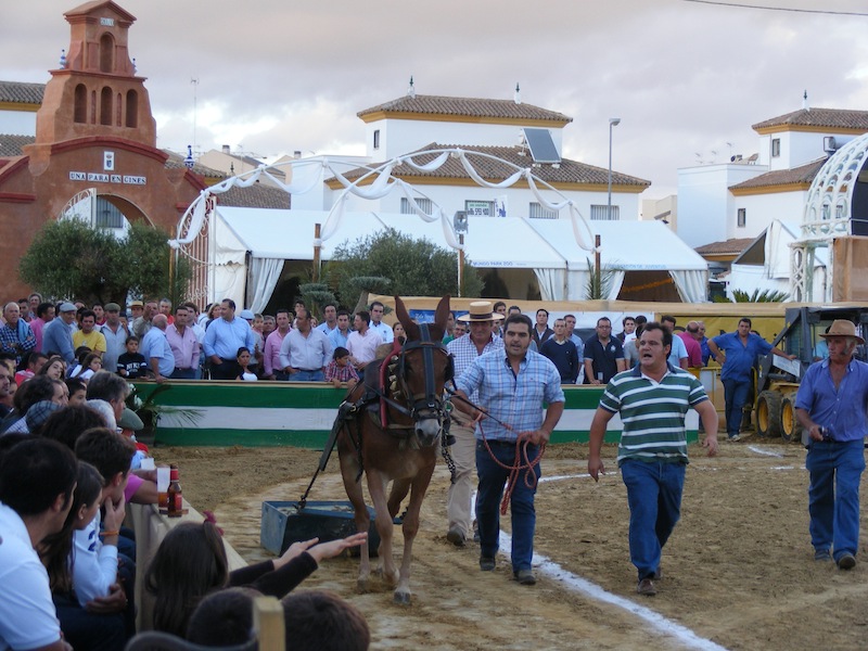 Concurso arraste de mulos