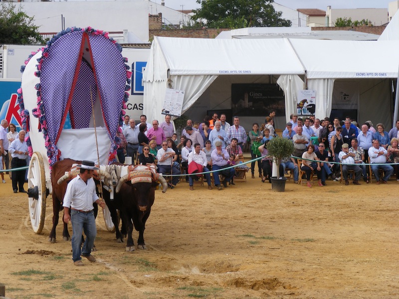 Ganador concurso yuntas de bueyes