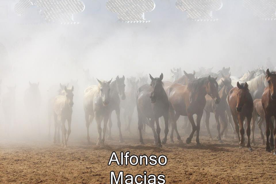Saca yeguas 2015 a. Macias-28