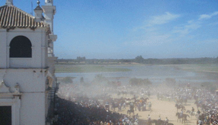 Más de 1.200 caballos se sacarán este año de la marisma de Doñana