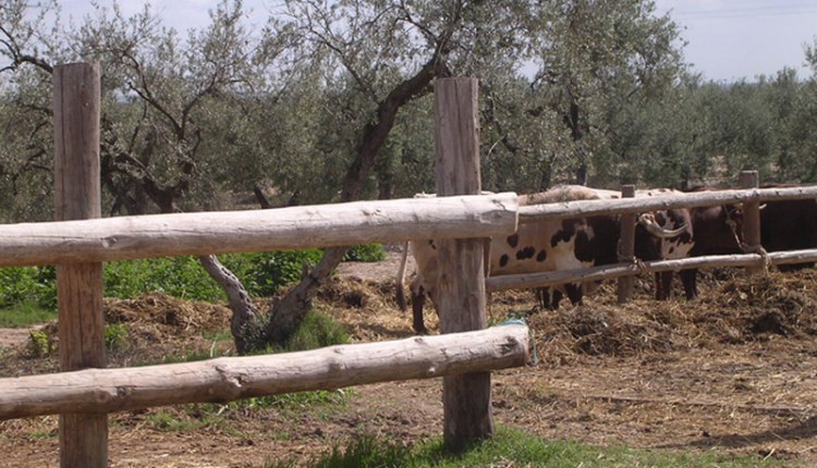 DOMA GANADO TRIANA 2008