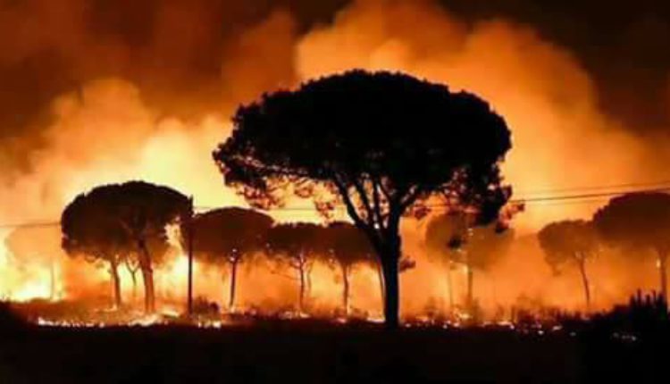 Resultado del incendio en el Parque Doñana, 10.900 hectáreas afectadas – Vídeos del desastre